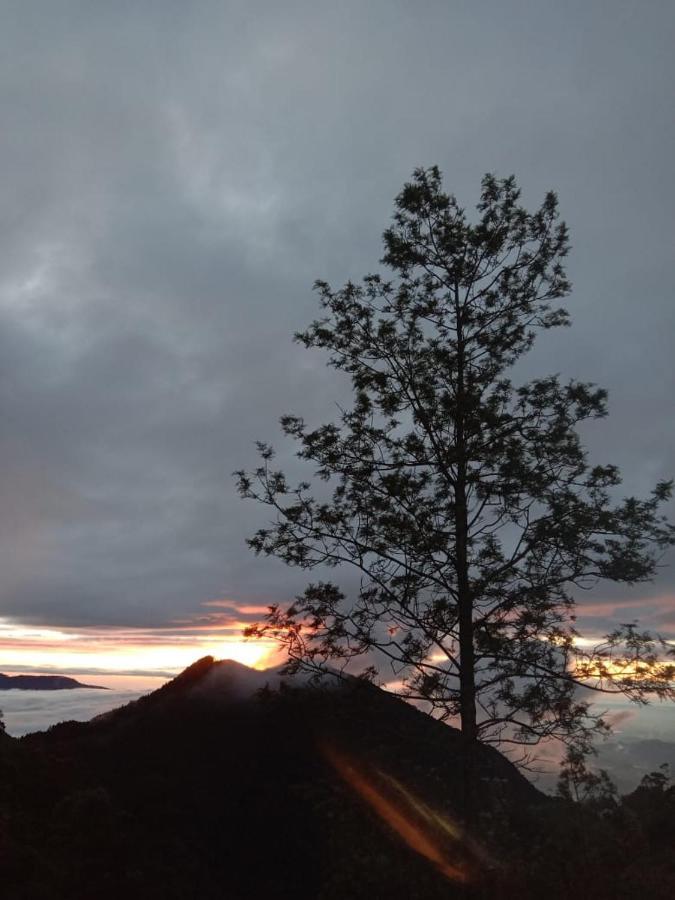 Forest Cyniciam Homestay 奥希亚 外观 照片