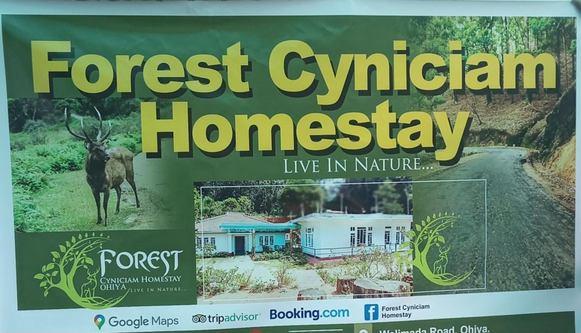Forest Cyniciam Homestay 奥希亚 外观 照片
